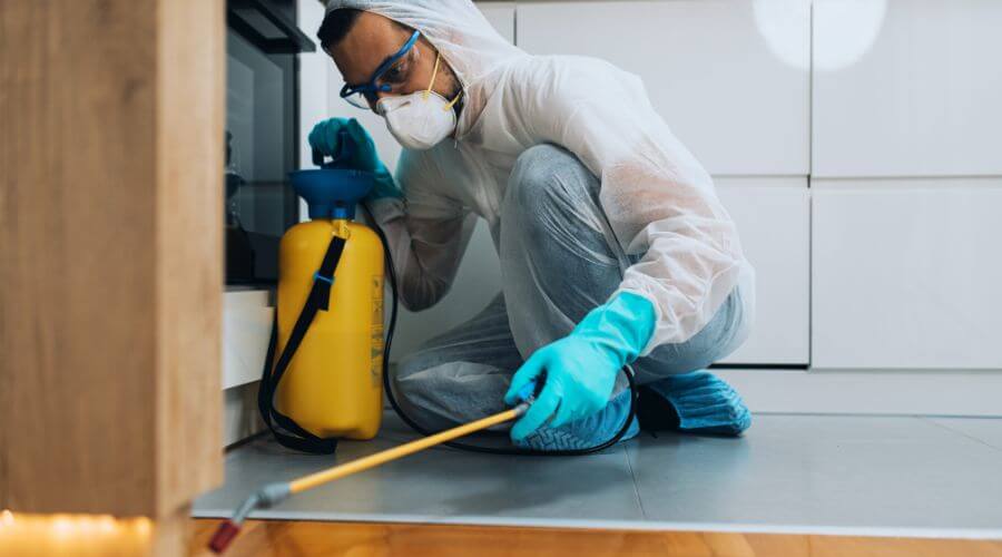 Professional pest removal services services in Morley